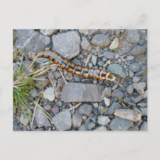 Mystery Critter Postcard Postkarte (Vorderseite)