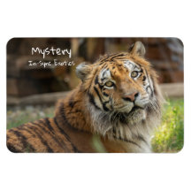 Mystery - 