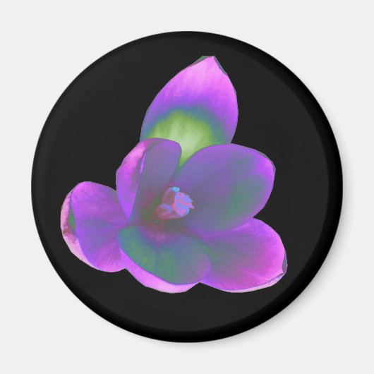 Mystic Beauty Crocus Blume Magnet (Vorne)