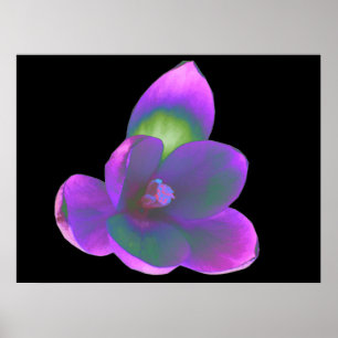 Mystic Beauty Crocus Blume Print Poster