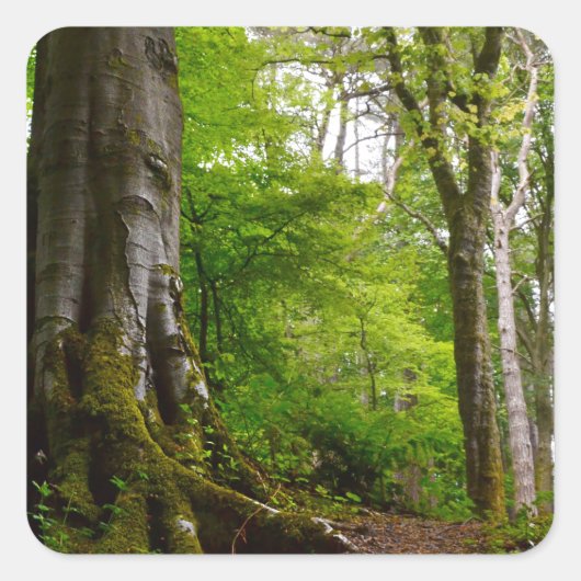 Mystic Forset Quadratischer Aufkleber (Vorderseite)