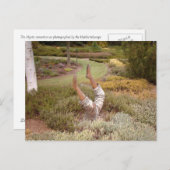 Mystic Legs akimbo Postkarte (Vorne/Hinten)