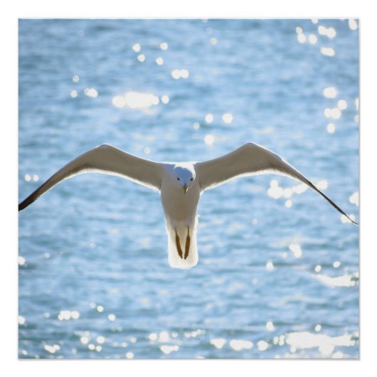 Mystic Seagull Poster (Vorderseite)