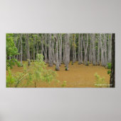 Mystic Swamp Poster (Vorne)
