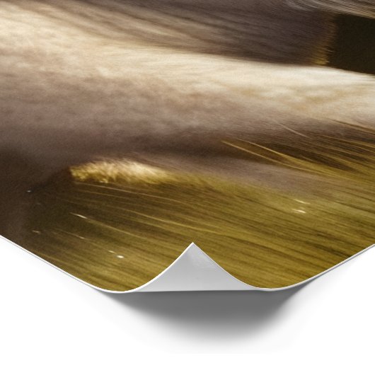 Mystic White Buffalo Digital Art Poster (Ecke)