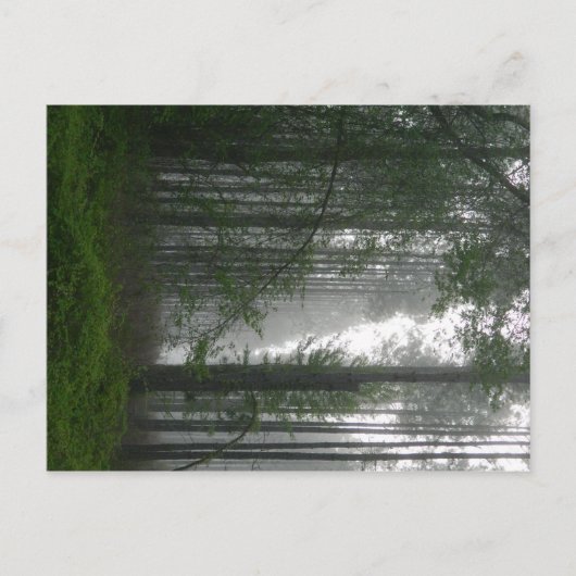 Mystic Woods Postkarte (Vorderseite)