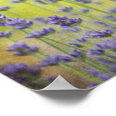 Mystical Lavender Poster (Ecke)