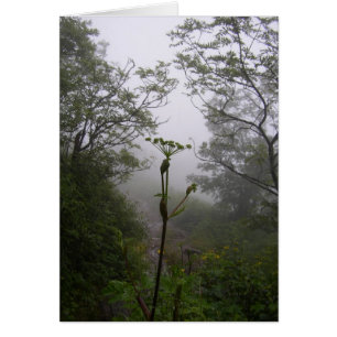 Mystical Morning
