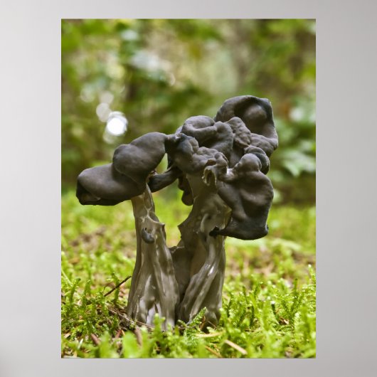 Mystical Mushrooms Fine Art Prints Poster (Vorne)