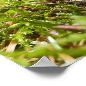 Mystical Mushrooms Fine Art Prints Poster (Ecke)