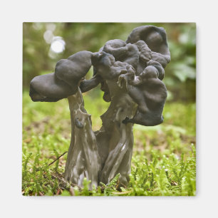 Mystical Mushrooms Magnet