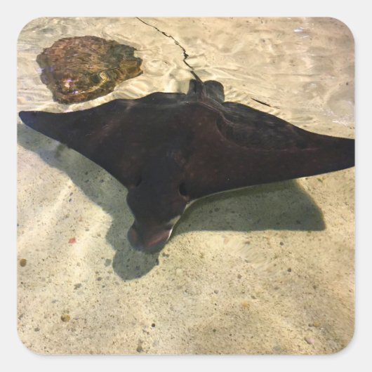 Mystical Stingray Quadratischer Aufkleber (Vorderseite)