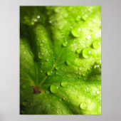 Mystische Blätter (2) Poster (Vorne)