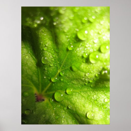 Mystische Blätter (2) Poster (Vorne)