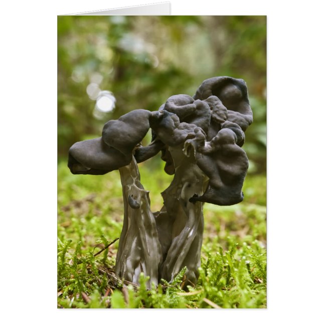 Mystische Pilze (Vorne)