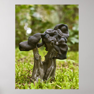 Mystische Pilze Fine Art Drucke