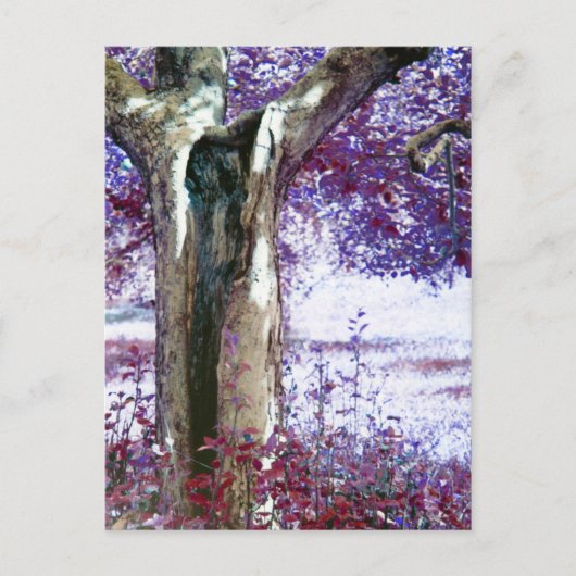 Mystischer Baum Postkarte (Vorderseite)