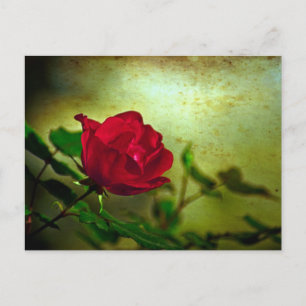Mystischer Garten Gothik Valentinstag Rote Rose Feiertagspostkarte