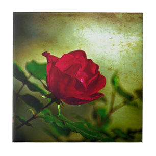 Mystischer Garten Gothik Valentinstag Rote Rose Fliese