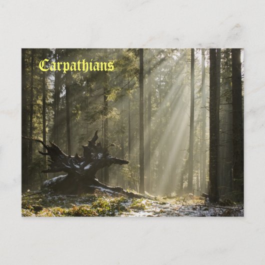 Mystischer Wald Postkarte (Vorderseite)