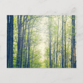 Mystischer Wald Postkarte