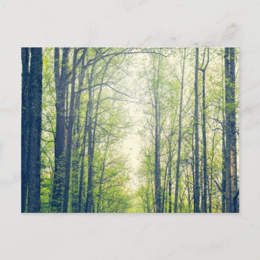 Mystischer Wald Postkarte (Vorderseite)