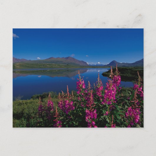 N.A., USA, Alaska, Alaska Range Common Postkarte (Vorderseite)