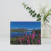N.A., USA, Alaska, Alaska Range Common Postkarte (Stehend Vorderseite)
