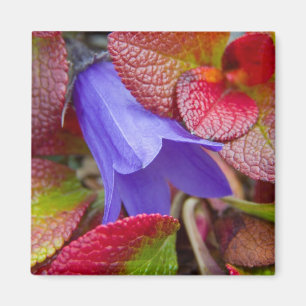 N.A., USA, Alaska.  Blauglocke in der Tundra in Magnet