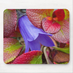 N.A., USA, Alaska. Blauglocke in der Tundra in Mousepad