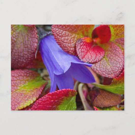 N.A., USA, Alaska Bluebell in der Tundra in Postkarte (Vorderseite)