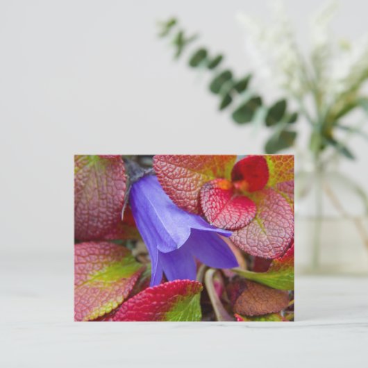 N.A., USA, Alaska Bluebell in der Tundra in Postkarte (Stehend Vorderseite)