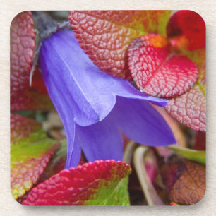 N.A., USA, Alaska.  Bluebell in der Tundra in Untersetzer