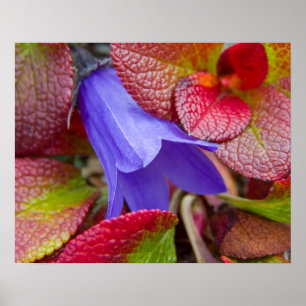 N.A., USA, Alaska.  Bluebell in the tundra in Poster