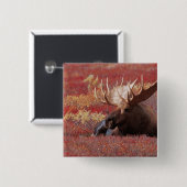 N.A., USA, Alaska, Denali National Park, Bull Button (Vorne & Hinten)