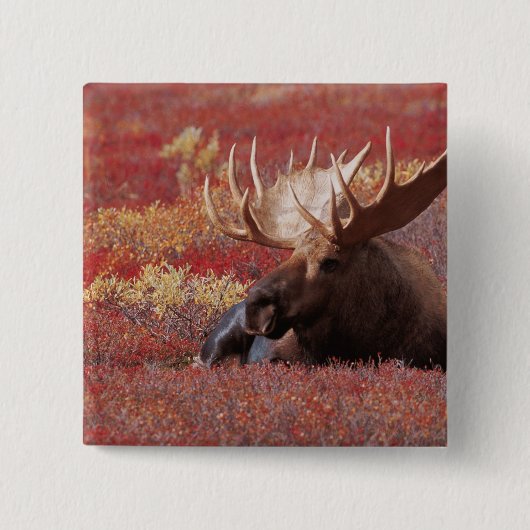 N.A., USA, Alaska, Denali National Park, Bull Button (Vorderseite)