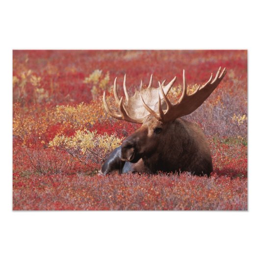 N.A., USA, Alaska, Denali National Park, Bull Fotodruck (Vorne)