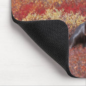 N.A., USA, Alaska, Denali National Park, Bull Mousepad (Ecke)