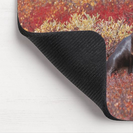 N.A., USA, Alaska, Denali National Park, Bull Mousepad (Ecke)