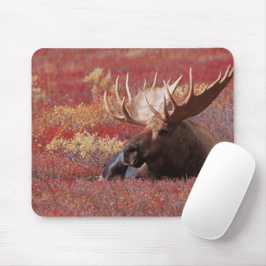 N.A., USA, Alaska, Denali National Park, Bull Mousepad (Mit Mouse)