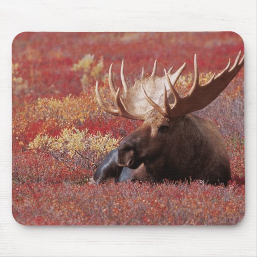 N.A., USA, Alaska, Denali National Park, Bull Mousepad (Vorne)