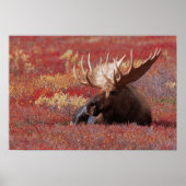 N.A., USA, Alaska, Denali National Park, Bull Poster (Vorne)