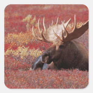 N.A., USA, Alaska, Denali National Park, Bull Quadratischer Aufkleber
