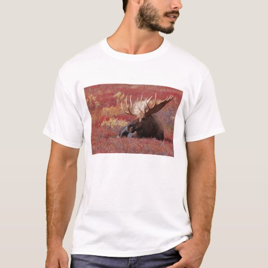 N.A., USA, Alaska, Denali National Park, Bull T-Shirt (Vorderseite)