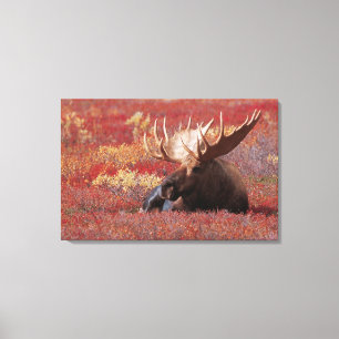 N.A., USA, Alaska, Denali-Nationalpark, Bull Leinwanddruck