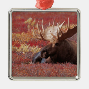 N.A., USA, Alaska, Denali-Nationalpark, Bull Silbernes Ornament