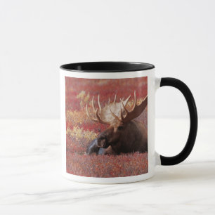 N.A., USA, Alaska, Denali-Nationalpark, Bull Tasse