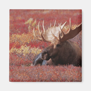 N.A., USA, Alaska, Denali-Nationalpark, Bulle Magnet