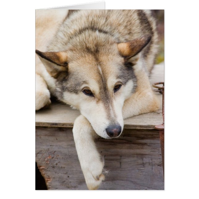 N.A., USA, Alaska Husky-Schlitten (Vorne)