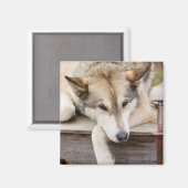 N.A., USA, Alaska Husky-Schlitten Magnet (Vorderseite/Rückseite)